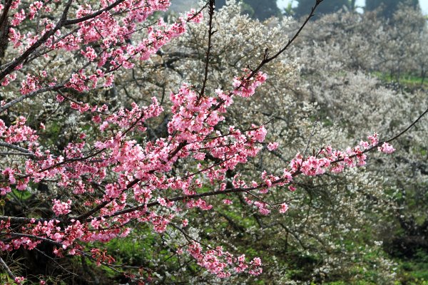 【南投~信義 】  烏松崙賞梅1254499