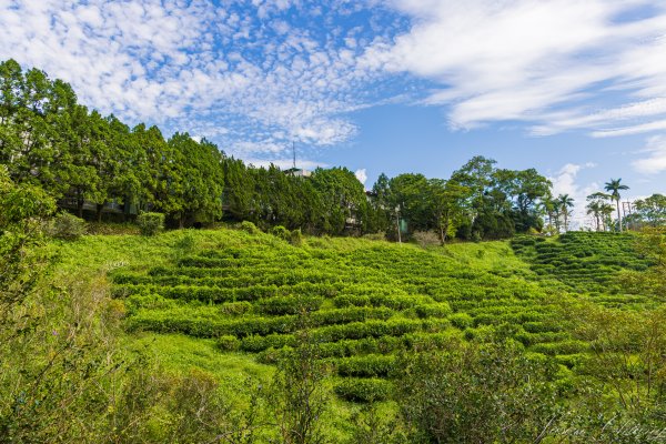 [南投]貓囒山與日月潭2904396