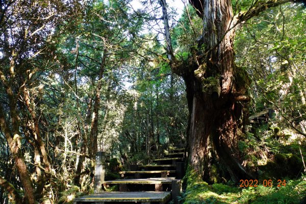 宜蘭 大同 太平山森林遊樂區 檜木原始林步道1743663