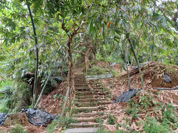 【台中北屯】南觀音山步道2933187