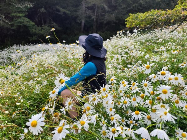 玉山群峰前五峰後四峰2610651