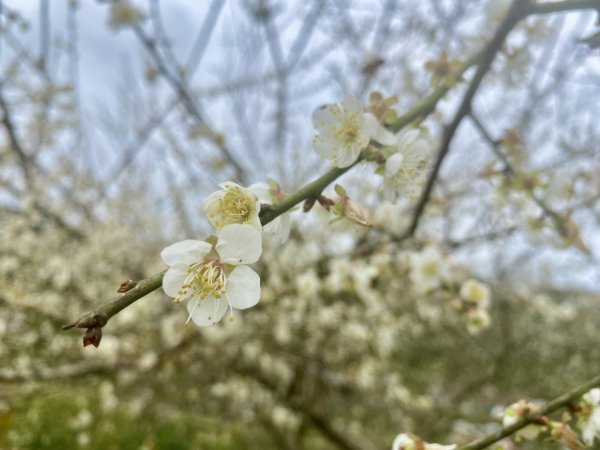 蜊埤湖、芃芃溫泉、天狗溪噴泉逍遙遊   2021/12/281570087