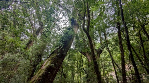 司馬庫斯巨木步道2861088