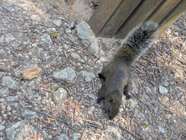 2025.03.25－壽山健走2746399