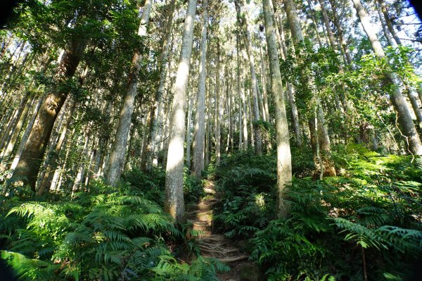 新竹 五峰 鵝公髻山2916835