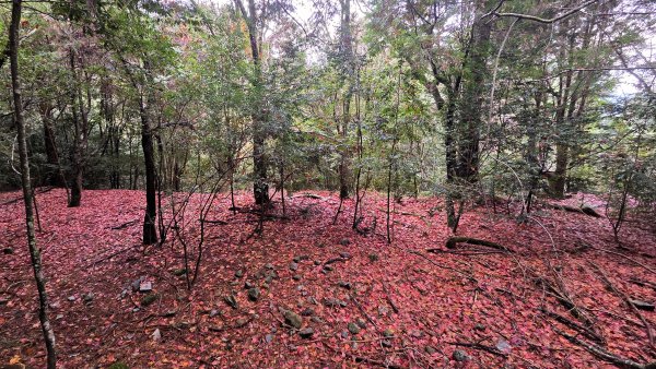 環繞在楓紅巨木和滿山翠綠的鞍馬山及大雪山小神木森林步道的悠哉山行記2996757