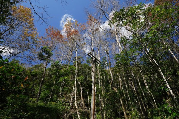 新北 坪林 梳妝頭山2402809