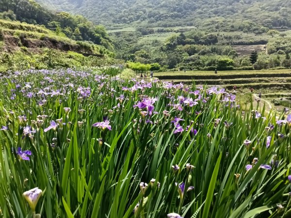 石門區嵩山百年水梯田鳶尾花祭+阡陌步道2763532