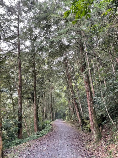 2度強渡關山未竟之藤枝國家森林遊樂區 多納部落 新威森林公園輕鬆走1880498