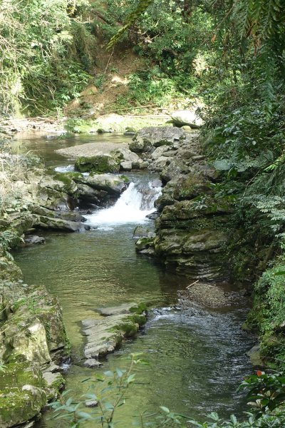 金瓜寮魚蕨步道3086809