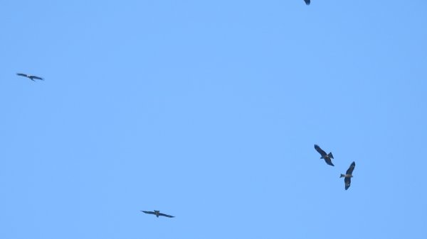 雲山水花鳥蝶 - 天龍國阿伯的日常7/18 & 21、22、292553936