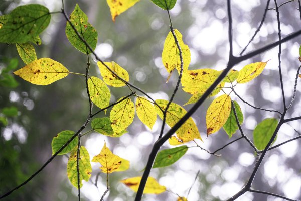 東眼山雨中尋幽2975352