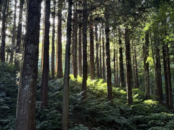 加里山O繞20250713(大坪登山口-杜鵑嶺-加里山-避難小屋-大坪登山口)2836889