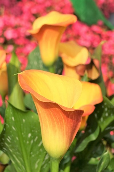 2021桃園彩色海芋季1346782