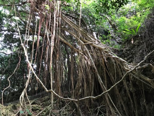 墾丁國家森林遊樂區步道群639079