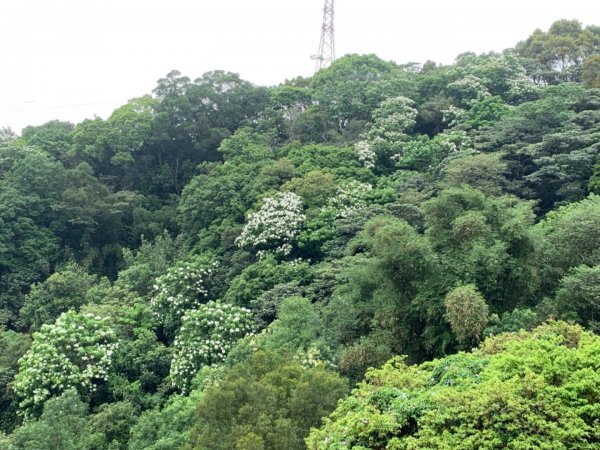 湖口仁和步道賞桐花934443