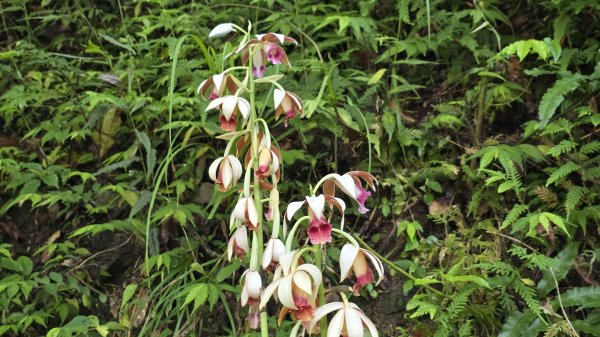 神級景點抺茶山，爬抹茶山的最佳季節，沿路桐花地毯，層層疊疊的山巒，壯闊的山谷2774464