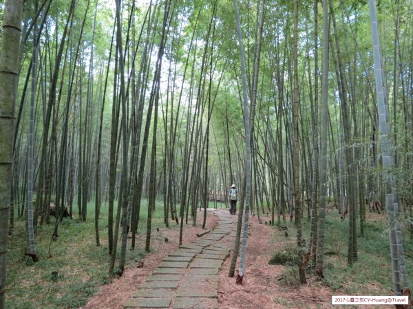 《南投》竹林銀杏｜鹿谷長源圳古道、大崙山銀杏森林、武岫201709212890493