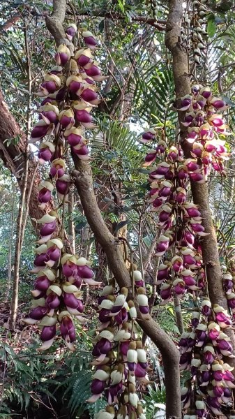 水晶蘭 -五寮尖2102825