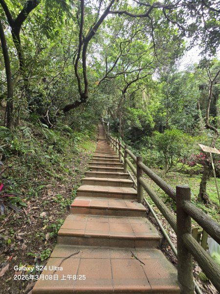 2026-03-08微笑山線：【大棟山系】百年大榕樹段3011671