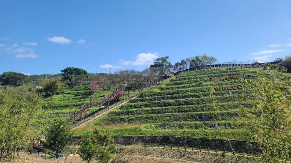 2025-0130溪和宮-大崎頭步道-鵝尾山-平溪步道-鵝尾山水田-42巷-溪山百年古圳-平菁步道2701914