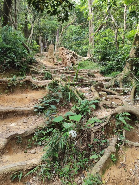 飛鳳山、觀日坪古道2777894