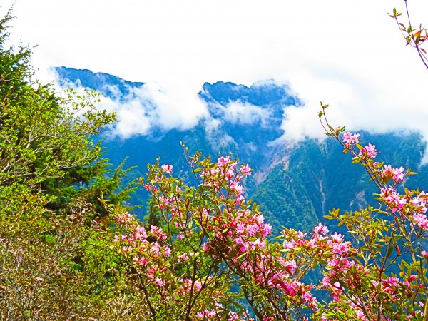 攀上台灣之巔，賞高山花海及島嶼天光1011750