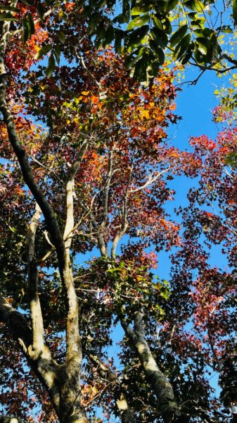 1101119馬那邦山.細道邦山1519555