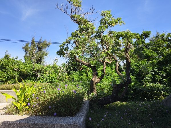 [漫遊縱谷 愛在花東-03/10] 2025_1011 三仙台步道2913167