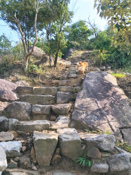 金面山步道1071830