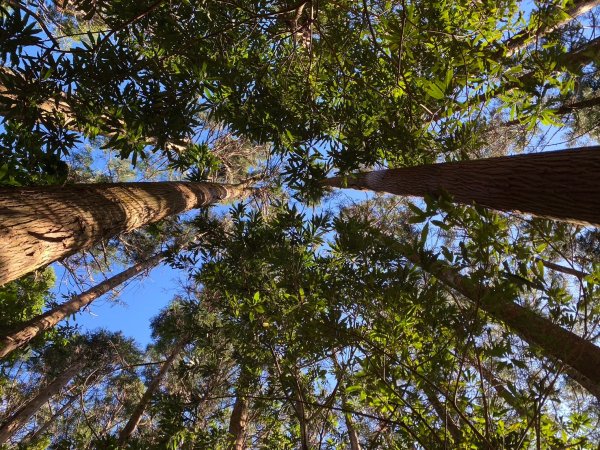 長壽山-醜崠山-鳶嘴山【既優雅又狂野的另類選擇】2673993