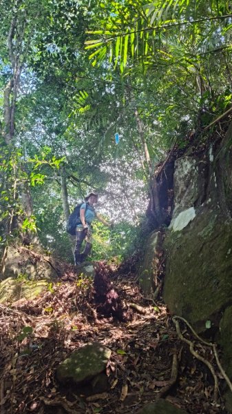 外鳥嘴蓮包山O縱2893177