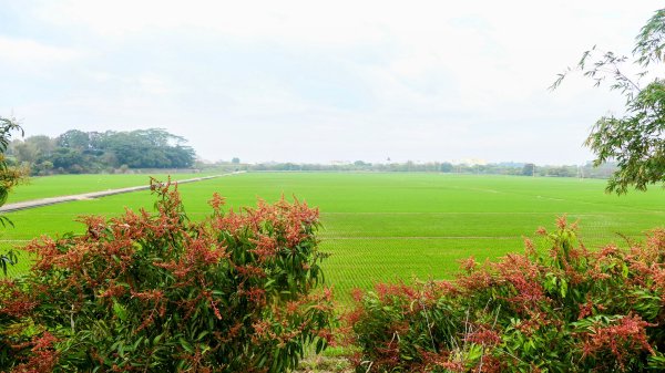 《臨江仙。黃花風鈴木》2735411