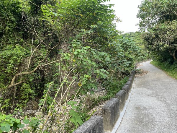 [百山百鳥尋旅-04/15] 2025_0817 龍過脈森林步道2863243