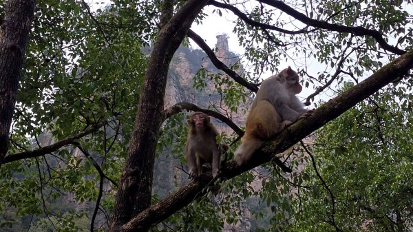 2025/11/8-10張家界園區2939340