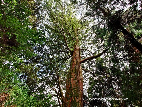 【新竹】觀霧森林遊樂區：檜山巨木群步道封面