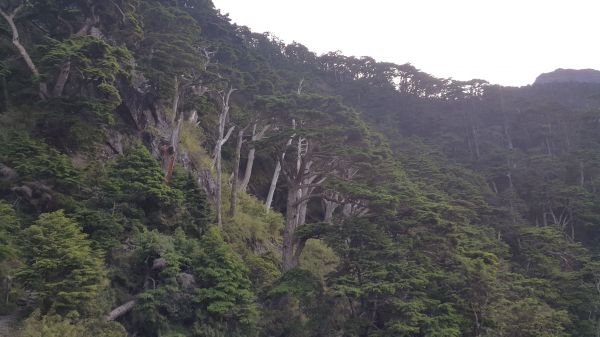 玉山主峰步道 2017 06 27140378