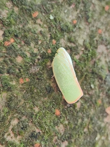 福源山步道-鶯歌大榕樹平台2847762