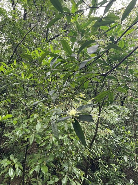 武山坑炭窯2990735