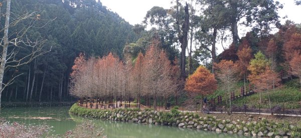 杉林溪青龍蕨類步道.南投竹山2703018