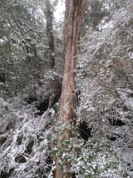 拉拉山之雪263071