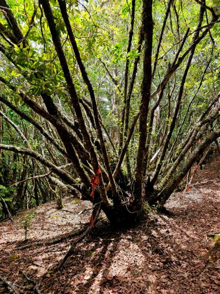 卡拉寶山-小百岳#86-花蓮縣秀林鄉2796166