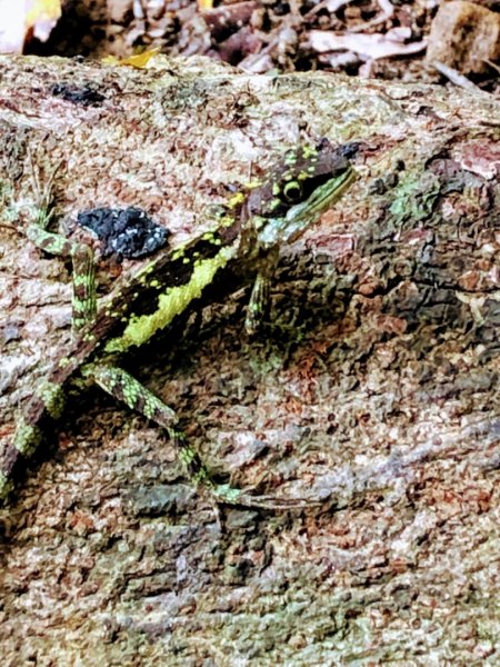 畝畝山、青林山、石古井、石硿子瀑布、石硿子古道O走1492835