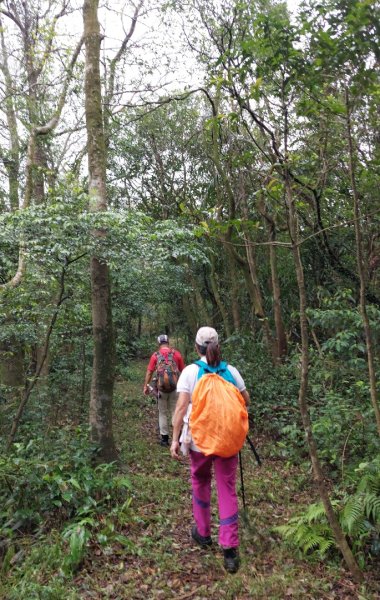 陽明山後花園，百年靜美牧牛山徑，古道草原精華連走2787738