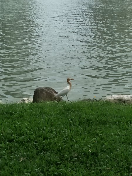 碧湖公園步道2082251