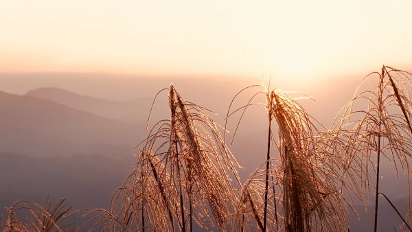 秋陽、金芒、基隆山464498