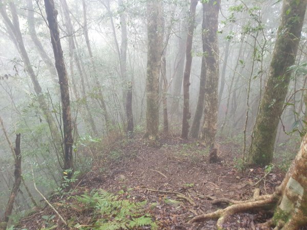 李崠山馬望僧侶山O型+烏來山1583432