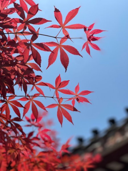 張家界寶峰湖與大峽谷玻璃橋2782494