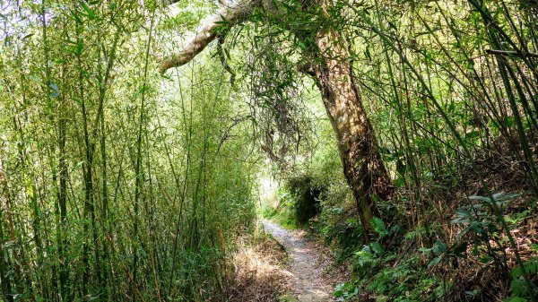 平菁街櫻花2697245