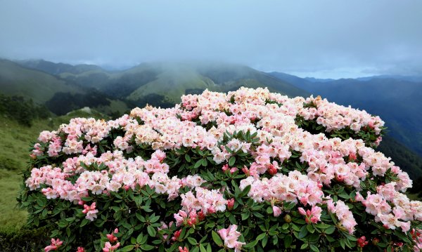 霧裡看花/這一季的東峰杜鵑597668